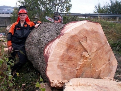 Trefelling